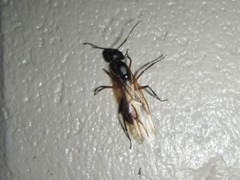 Camponotus confusus