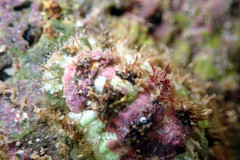Plaxiphora matthewsi
