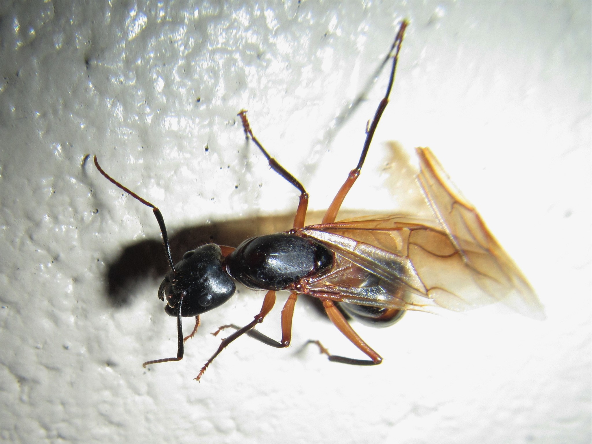 Camponotus confusus
