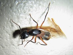 Camponotus confusus