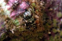 Plaxiphora matthewsi
