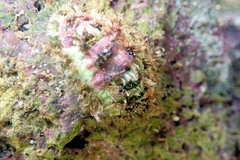 Plaxiphora matthewsi