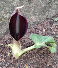 Arum pictum