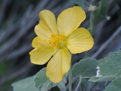 Allowissadula holosericea