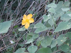 Allowissadula holosericea