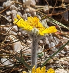 Hymenoxys brandegeei