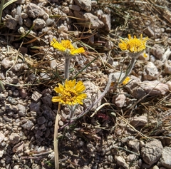 Hymenoxys brandegeei