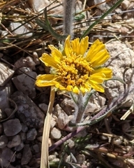 Hymenoxys brandegeei