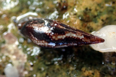Image of Mitrella lincolnensis