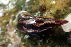 Mitrella lincolnensis