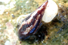 Mitrella lincolnensis