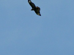 Buteo buteo buteo