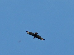 Buteo buteo buteo