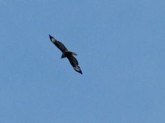 Buteo buteo buteo