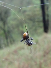 Polyrhachis trapezoidea