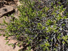 Pteronia empetrifolia