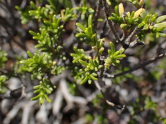Pteronia empetrifolia