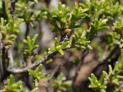 Pteronia empetrifolia