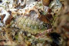 Ischnochiton thomasi