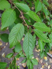 Prunus incisa