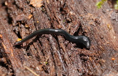 Kontikia ventrolineata