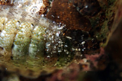 Ischnochiton thomasi