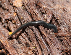 Kontikia ventrolineata