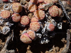 Conophytum minimum