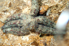 Allostichaster polyplax