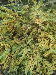 Spiraea nipponica