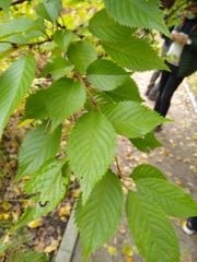 Prunus incisa