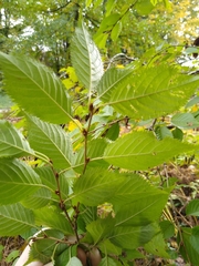 Prunus incisa