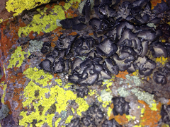 Umbilicaria virginis