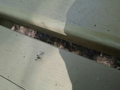 Austrosciapus connexus