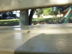 Austrosciapus connexus