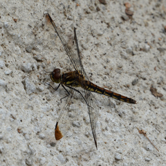 Sympetrum baccha matutinum