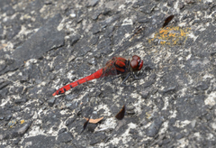 Sympetrum baccha matutinum