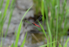 Sympetrum baccha matutinum