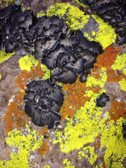 Umbilicaria virginis