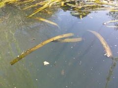 Vallisneria australis