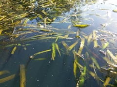 Vallisneria australis