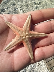 Astropecten jonstoni