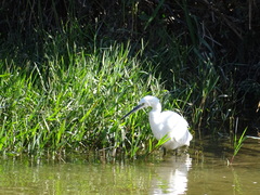 Egretta garzetta
