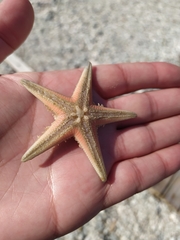 Astropecten jonstoni