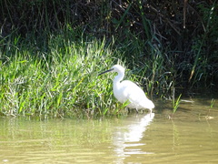 Egretta garzetta
