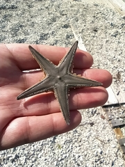 Astropecten jonstoni