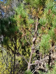 Pinus contorta bolanderi