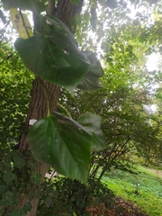Tilia euchlora