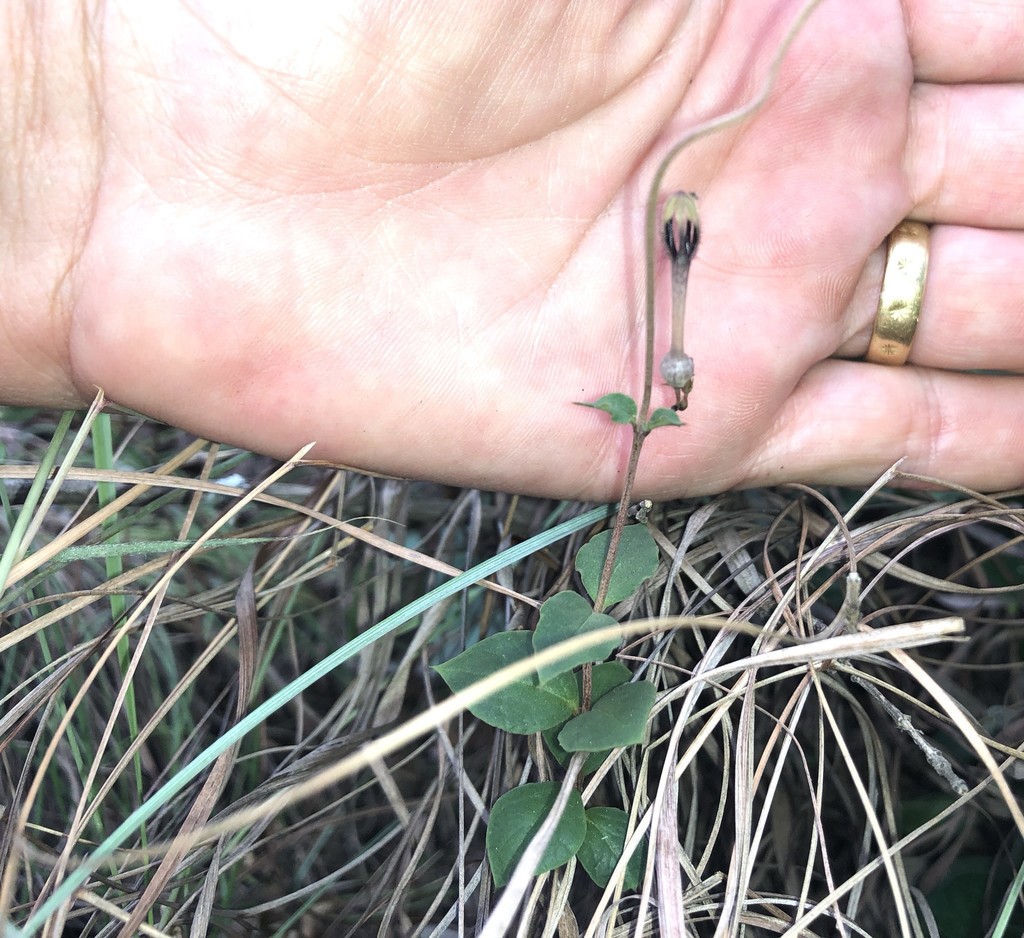 Ceropegia decidua