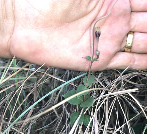 Ceropegia decidua